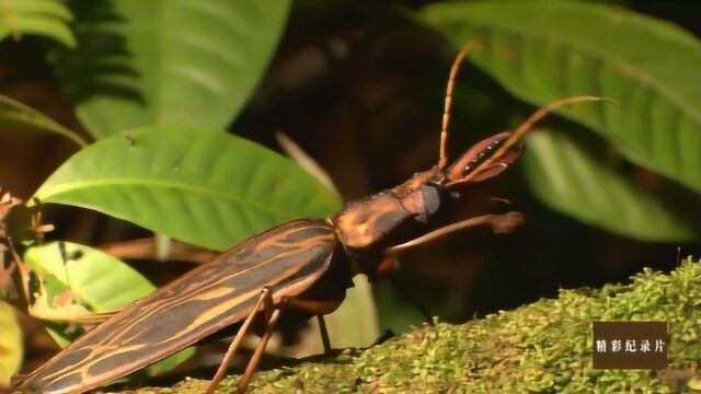 全球化昆虫贸易每年能带来数亿美元的收入?小甲虫带来的丰厚报酬!