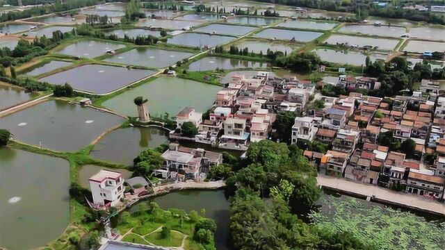 广东顺德青田村,曾炮楼勒竹护村,一个有故事原生态的岭南水乡古村