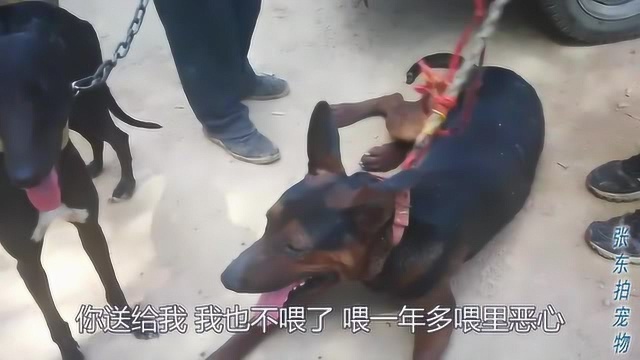 狗市上一条苏联红犬很漂亮,主人却说不想喂了,为什么呢?