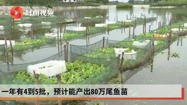 四川首批全人工规模化繁孵黄鳝苗种在宜宾江安培育成功