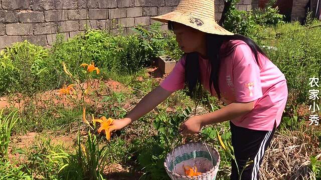 小秀去采摘黄花菜,萱草和黄花菜很难分清楚,你们知道吗?