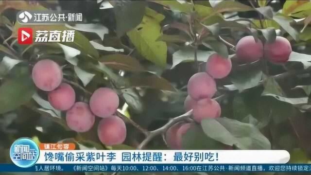 市民馋嘴偷采紫叶李 园林工程师紧急提醒:打了药,别吃!