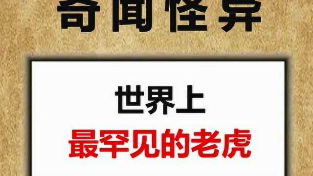 世界上最罕见的黑老虎,你有亲眼见到过吗?没见过快来看看吧.