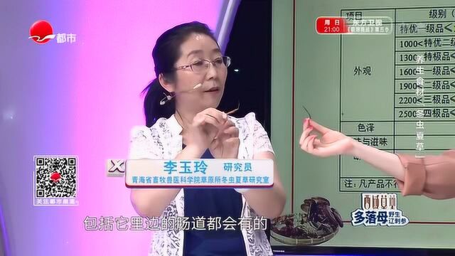 冬虫夏草怎样辨别真伪?专家:别错买成了这种虫草