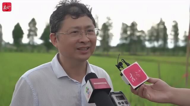 惠州夏收水稻测产:无人机播种亩产最高