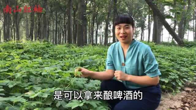 农村的拉拉秧火了,浑身都是宝,对人有4大好