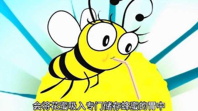 蜜蜂是怎么制作蜂蜜的