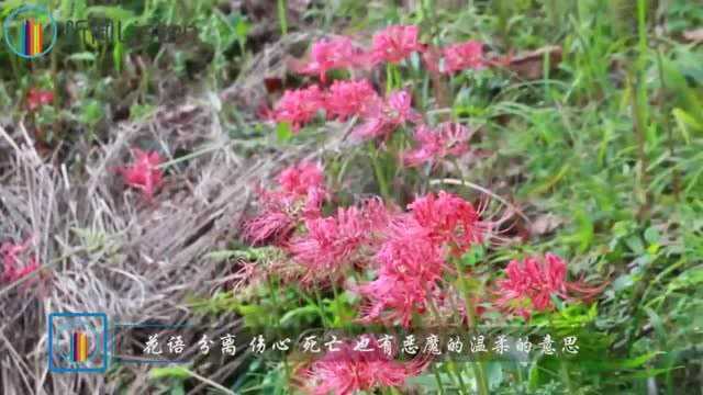 冥界四花,花语都与死亡有关,在美丽中凋零!