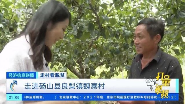 走进砀山县良梨镇魏寨村|央视网