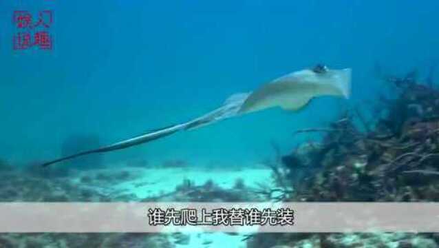 经典好歌曲《采槟榔》,歌声宛转悠扬,越听越喜欢