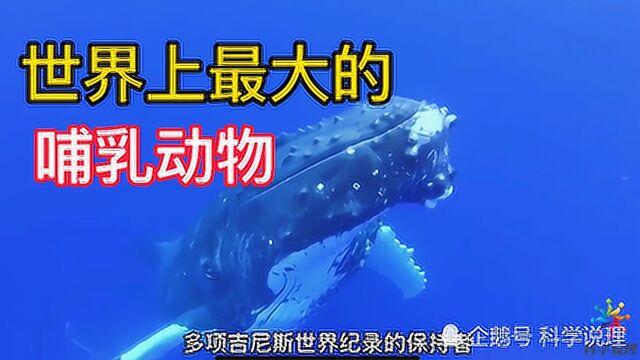 世界上最大的动物“蓝鲸”,它的舌头上可以站50个人