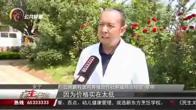 蛋鸡量少造成鸡蛋涨价?记者走访蛋鸡养殖场