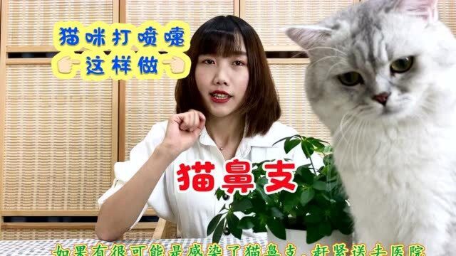 猫咪老爱打喷嚏怎么办?可以试试这样做,我试过效果还不错!