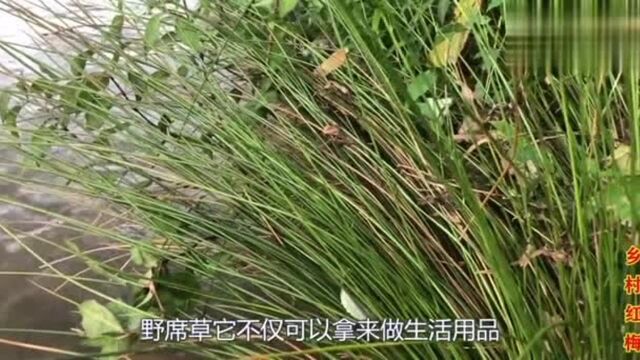 牙疼、牙痛不用愁,快来认识农村的野席草,了解好处不吃亏