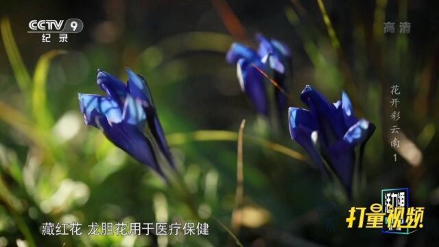 高山牧民靠着龙胆花经受着放牧生活的风吹雨打|花开彩云南