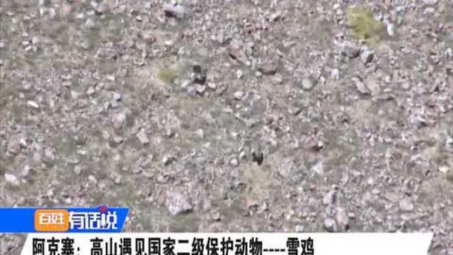 阿克塞:高山遇见国家二级保护动物——雪鸡