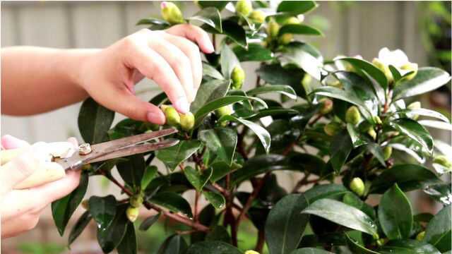 茶花花蕾期,牢记5个养护重点,不掉花苞,后期花开满枝头