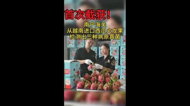 南宁海关:首次从越南进口西瓜火龙果检测出三种病原真菌#