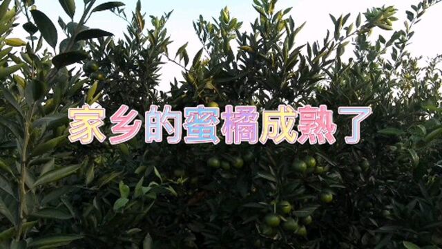 家乡已经成熟待摘的蜜橘,又多又大真羡慕人啊!