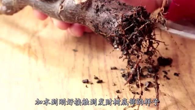 水培发财树很简单,教你最正确的方法,叶子油绿生根快!