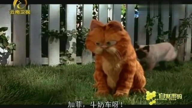 《加菲猫》:一只好吃懒做的猫,向我们展示着非凡的智慧