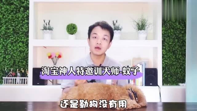 P绳可以防止狗暴冲?训犬师说出了令人尴尬的真相