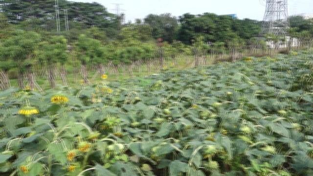 这是深圳所谓最大的向日葵花海,看了照片你会惊喜的尖叫值得去