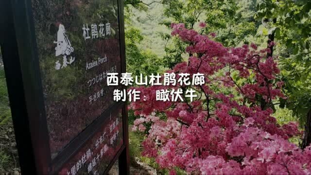 汝阳西泰山杜鹃花长廊,满山遍野美成一幅画,五一假期赶紧约吧!