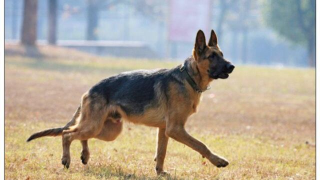 喜报!芬兰嗅探犬可识别新冠病毒,本周起将工作