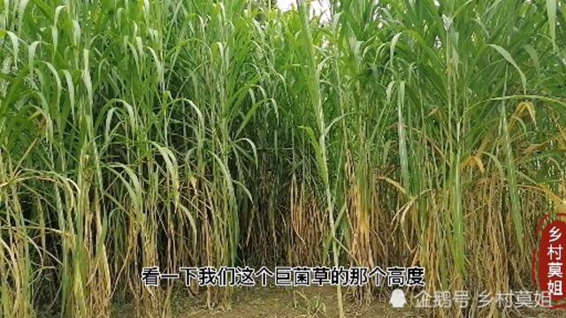 乡村莫姐种牧草喂牛做养殖,巨菌草一年可以砍6到8次,你种了吗