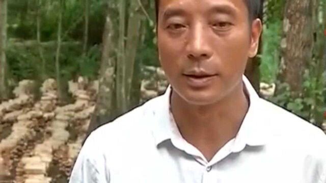 樟树有樟油菌丝难生长 男子找到野生灵芝的樟树 培育出樟树灵芝