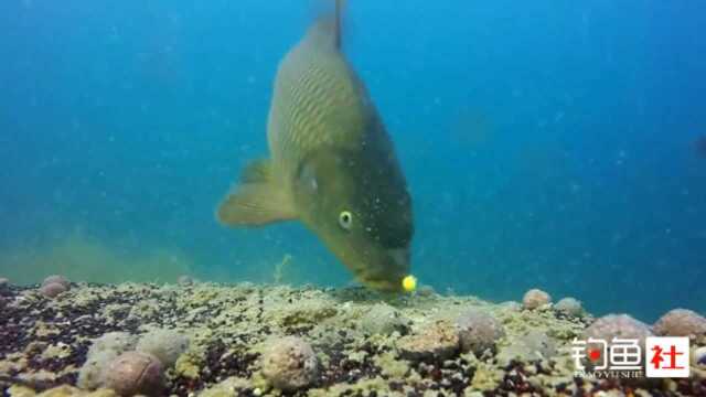 水下高清摄像机实拍!野生大鲤鱼怎样吃饵及被钓上岸的!