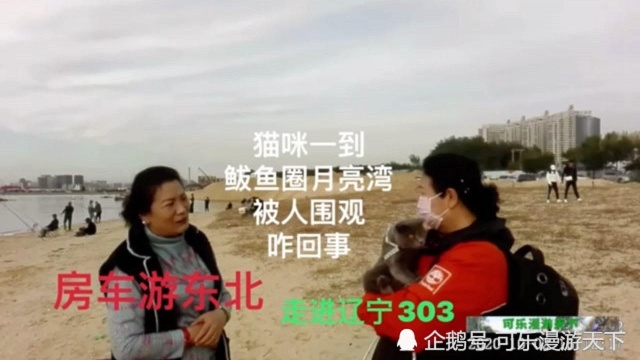 房车游东北走进辽宁302,鲅鱼圈月亮湾海边溜猫,被围观感觉离网红不远了