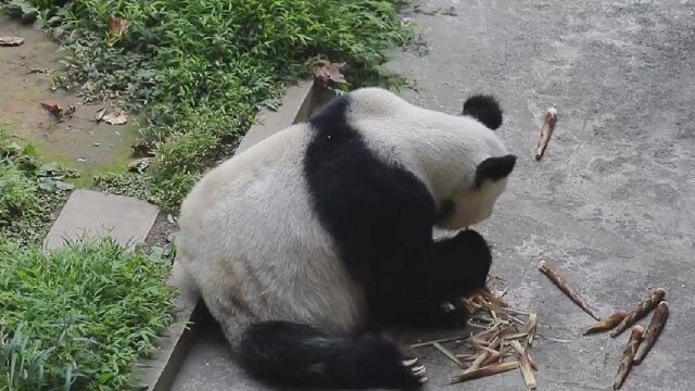 25岁大熊猫灵灵因病去世 肝硬化导致多器官衰竭