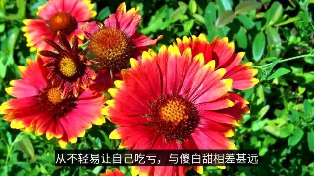 十二星座中,谁是“傻白甜”?除了白羊又傻又天真,还有谁呢