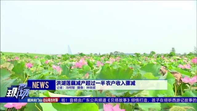 洪湖莲藕减产超过一半 农户收入骤减