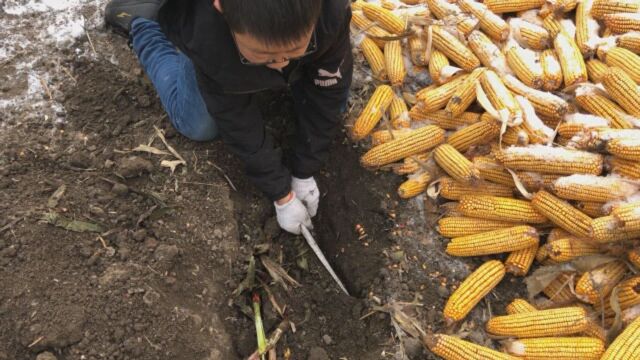 东北下雪咋还挖大坑?会跑的东北零食,东北小伙蒙圈笑岔气了