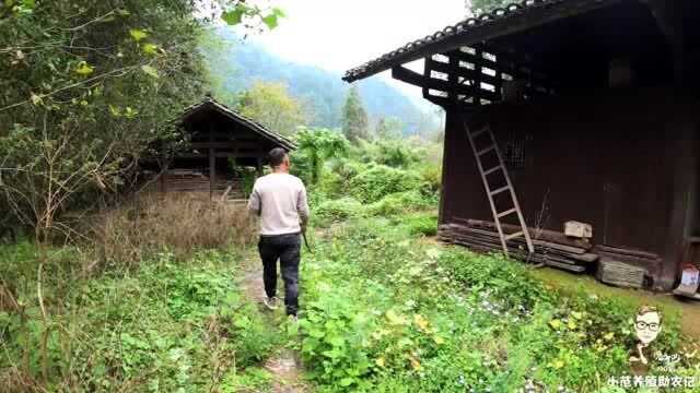 这种树100年历史的很少见,有人出价20万村民没卖,啥树这么值钱