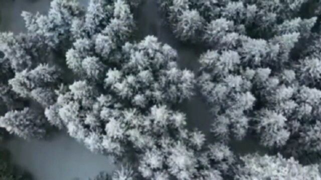 新疆昭苏迎来降雪降温天气 雪雾之后宛如仙境