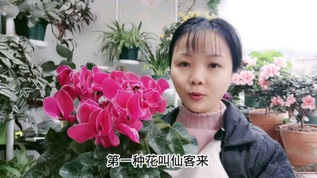 10种专为冬天而生的开花盆栽,给寒冷的阳台花园,增加一丝暖意!