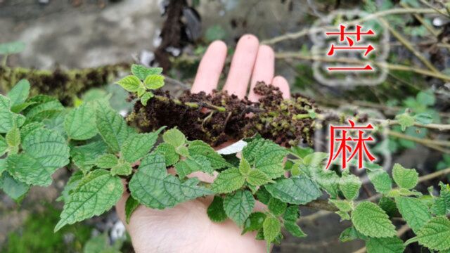 “苎麻”大家认识吧!看似普通的植物,了解它有什么用吗?