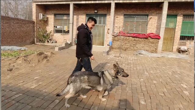 十大禁养犬之一狼青,养了8年到底有多凶狠?看完让人哭笑不得