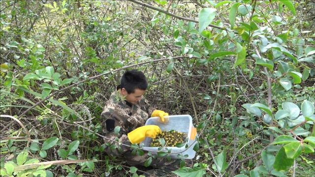 城里买不到的“金樱果”,山里遍地都是,用来泡酒深受男同胞喜爱