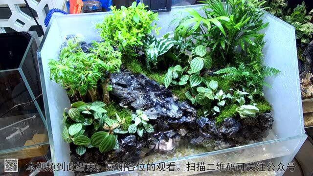 40厘米水陆缸流水瀑布建造流程