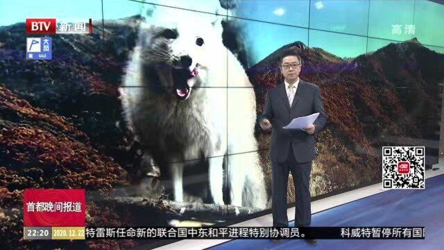 狐出没 谁之过? 北京野外频现狐狸 或来自随意放生