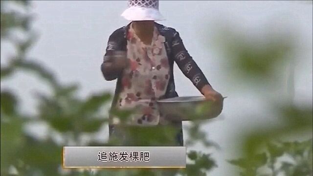 7月上旬前后,要追施发棵肥,以促进植株生出的新枝快速生长