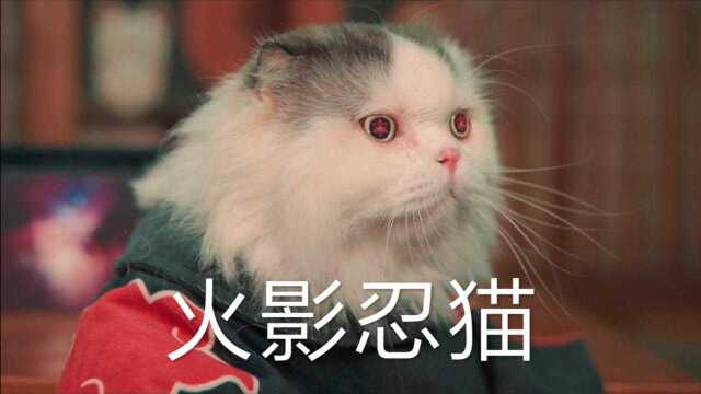 【火影忍猫】这猫火了,《火影》官方都在求联系!