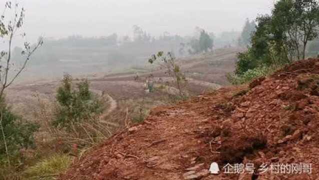 四川广安石笋改土,荒废的土改大,承包出去种果树