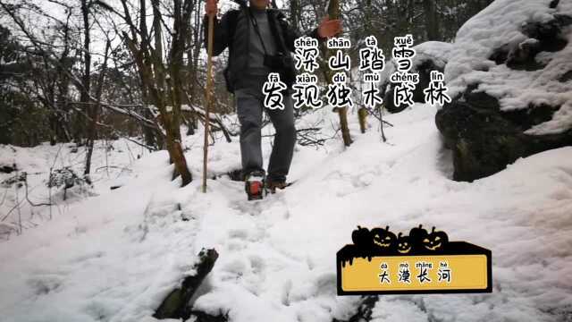 银厂沟踏雪,发现独树能成林