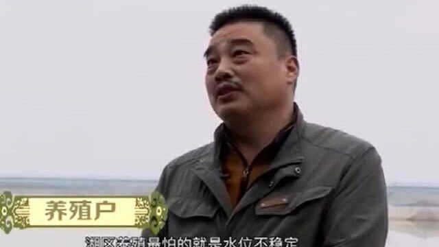 湖养河蟹最怕水位不稳定,养殖时遇到天灾,养殖户该怎么办?